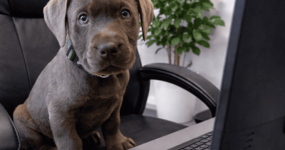 Puppy at the office desk